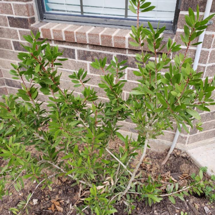 Plant image Callistemon Laevis