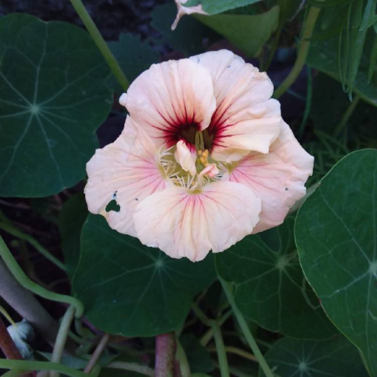 Plant image Tropaeolum majus 'Caribbean Crush'