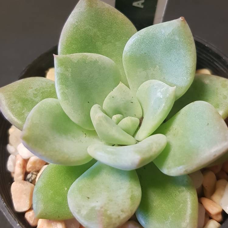 Plant image Echeveria Avocado Cream 