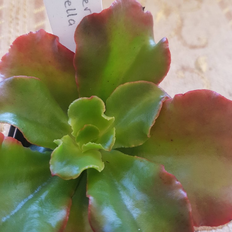 Plant image Echeveria Katella IV