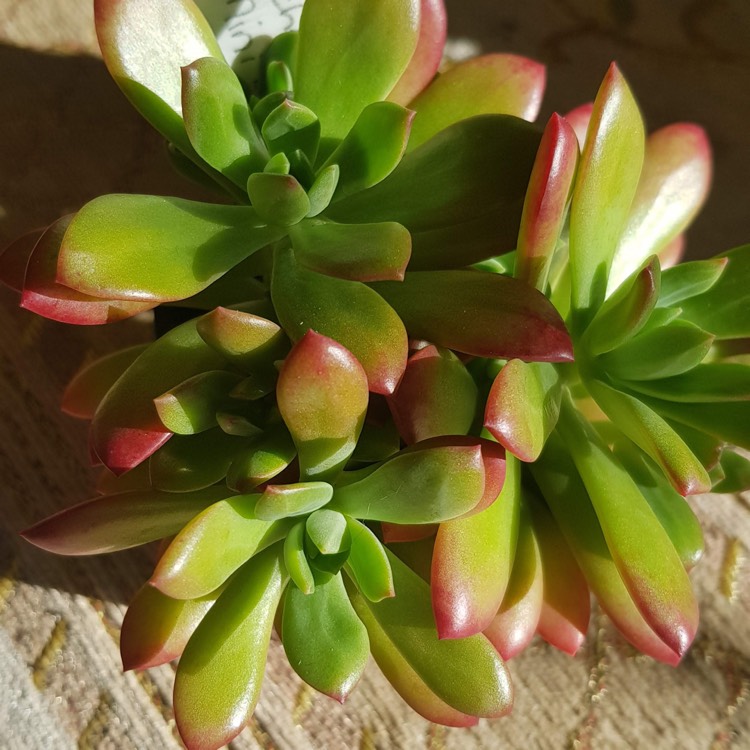 Plant image Echeveria Minibelle