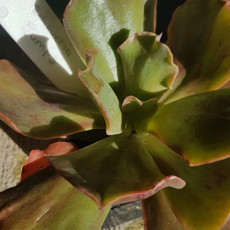 Plant image Echeveria Bumps