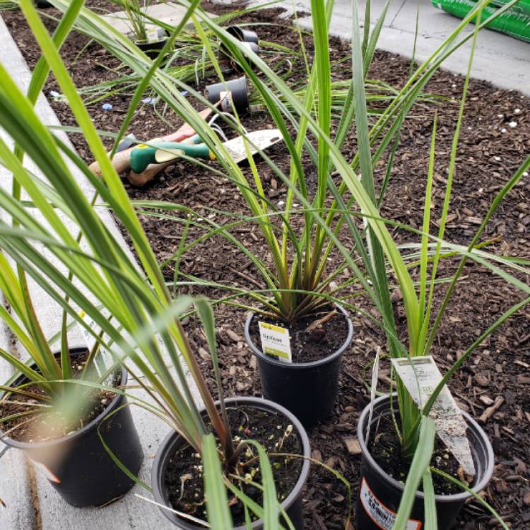 Plant image Dracaena indivisa 'Spikes'