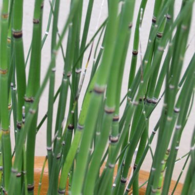 Horsetail