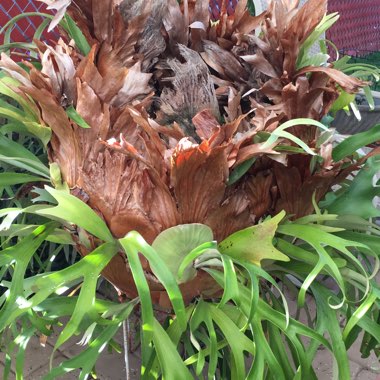 Common Staghorn Fern