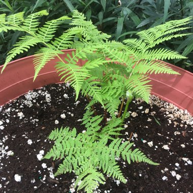 Tasmanian Tree Fern