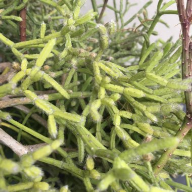 Mistletoe Cactus