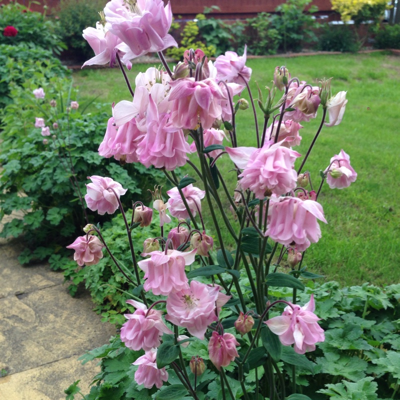 Plant image Aquilegia 'Ballerina'