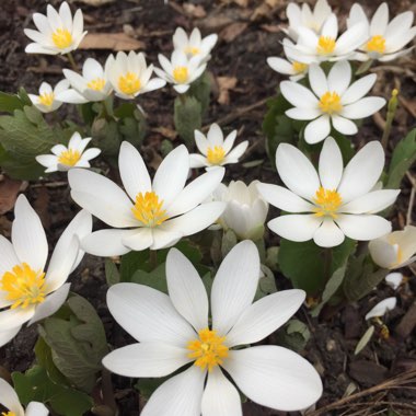 Sanguinaria canadensis