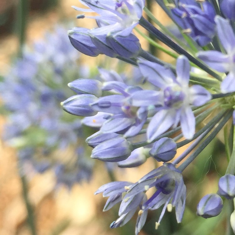 Plant image Allium caeruleum syn. Allium azureum, Allium caeruleum azureum, Allium coerulescens