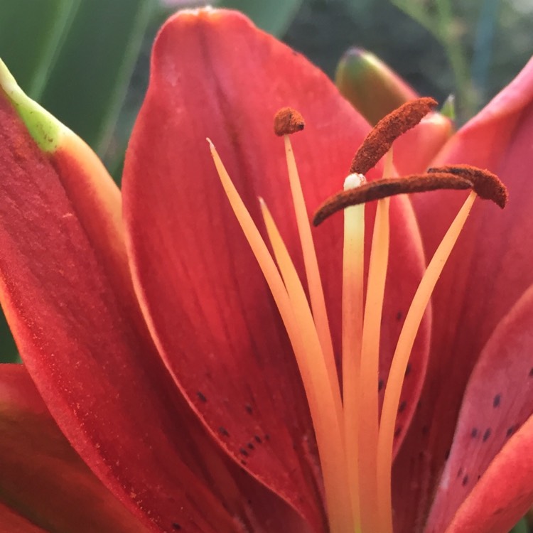 Plant image Lilium 'Tiny Rocket'