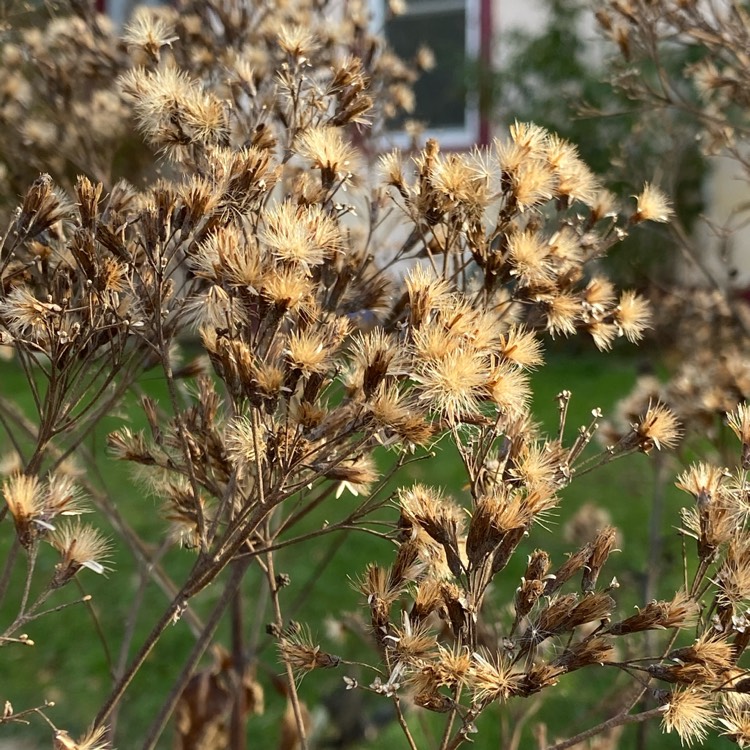 Plant image Eupatorium dubium 'Baby Joe'