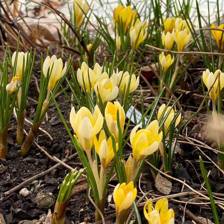 Plant image Crocus chrysanthus 'Romance'