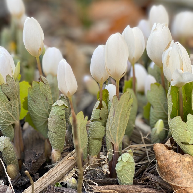 Plant image Sanguinaria canadensis