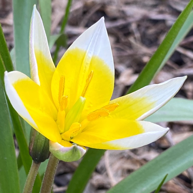 Plant image Tulipa tarda