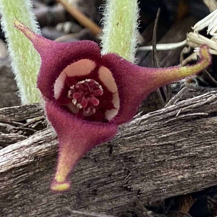 Plant image Asarum canadense