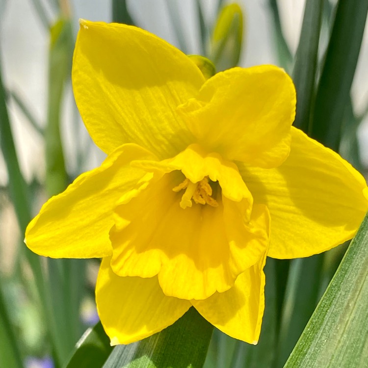 Plant image Narcissus 'Quail'