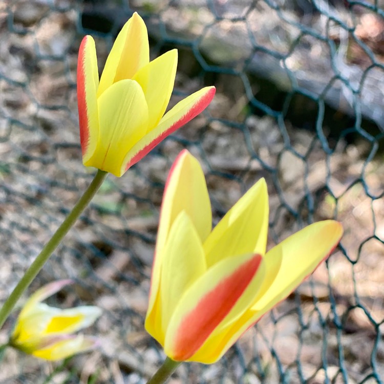 Plant image Tulipa clusiana 'Cynthia'