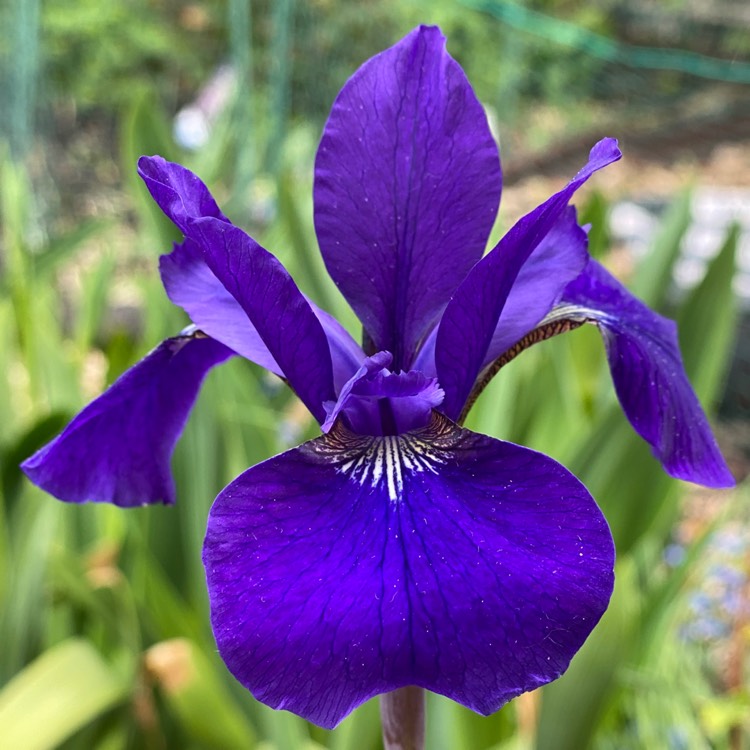 Plant image Iris sibirica 'Caesar's Brother'