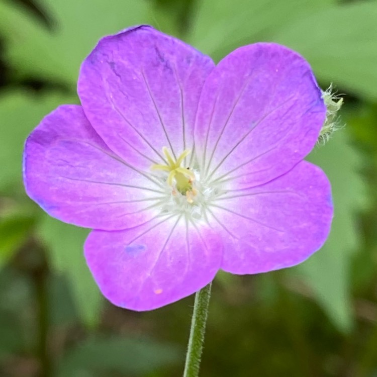 Plant image Geranium maculatum