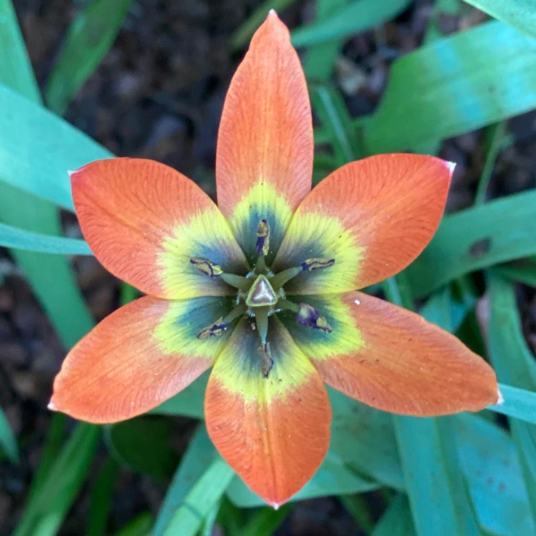 Plant image Tulipa 'Little Princess'