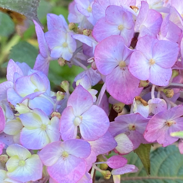 Plant image Hydrangea macrophylla 'Piihm-II' (Endless Summer Series) syn. Hydrangea macrophylla 'Bloomstruck'