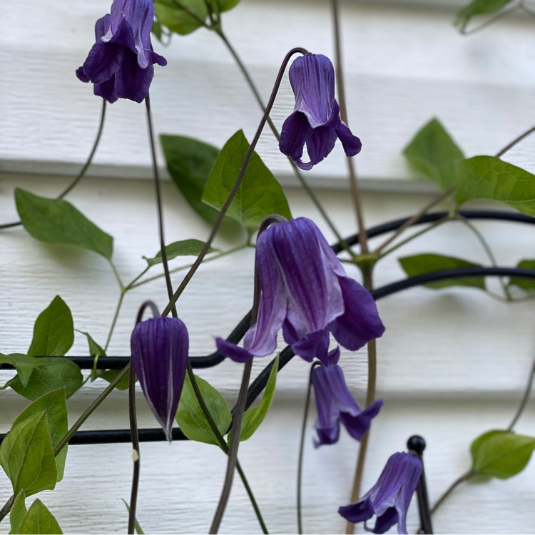 Plant image Clematis 'Rooguchi'