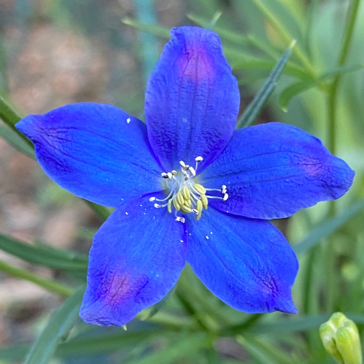 Plant image Anchusa capensis 'Blue Angel'