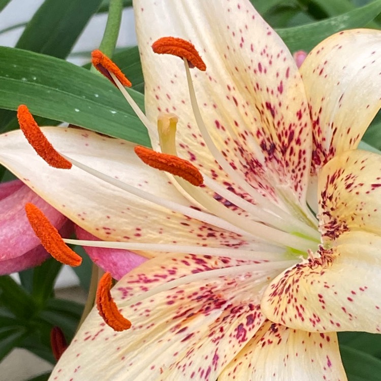 Plant image Lilium 'Big Bang (LilyGarden)'