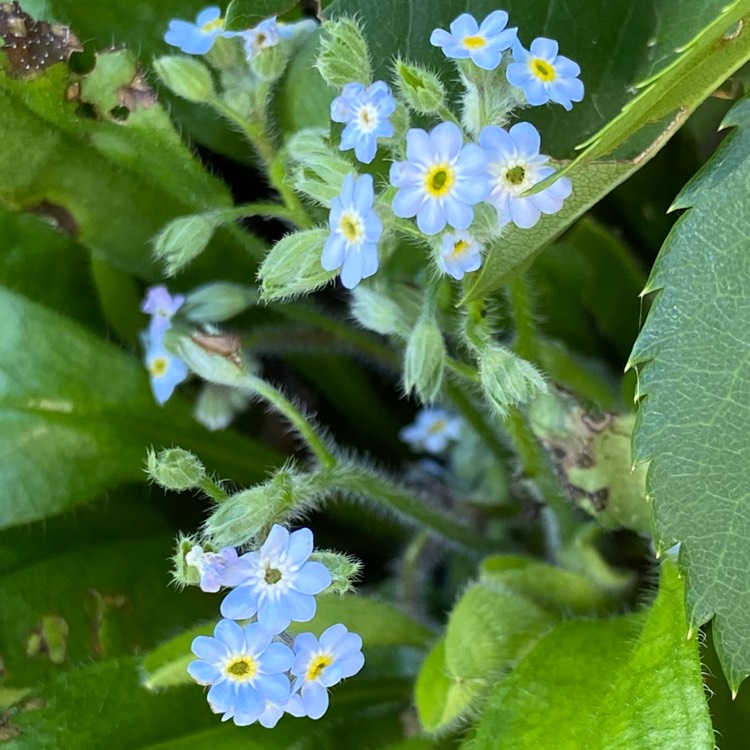 Plant image Myosotis sylvatica 'Victoria Blue'