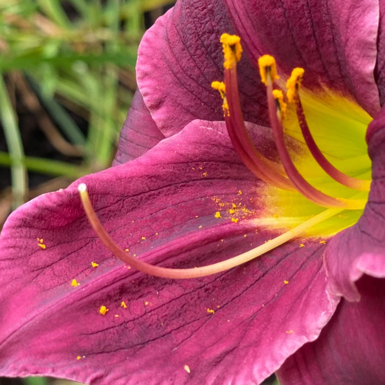 Plant image Hemerocallis 'Bela Lugosi'