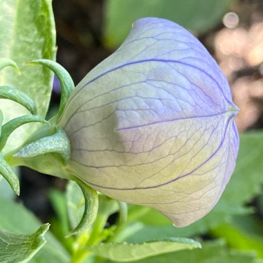 Platycodon grandiflorus 'Sentimental Blue' syn. Campanula grandiflora 'Sentimental Blue'