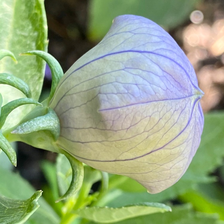 Plant image Platycodon grandiflorus 'Sentimental Blue' syn. Campanula grandiflora 'Sentimental Blue'