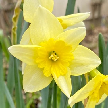 Narcissus 'Bella Estrella'