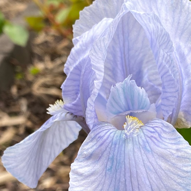 Plant image Iris x germanica 'Blue Denim'