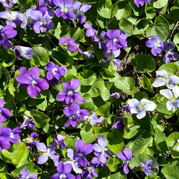 Plant image Viola sororia