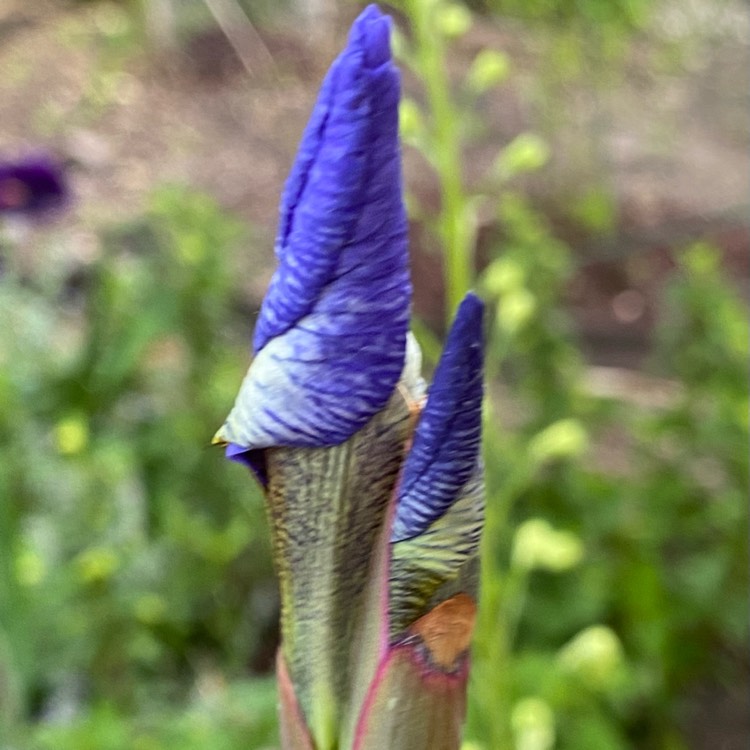 plant image 1484679