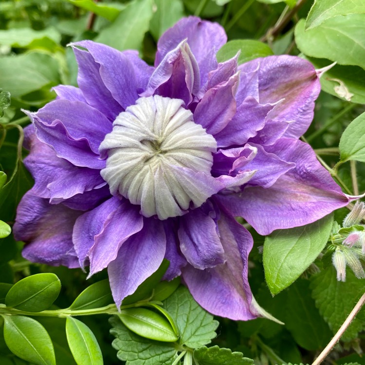 Plant image Clematis 'Diamantina'™ evipo039