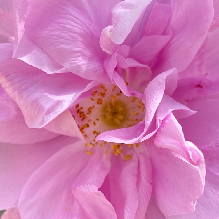 Plant image Rosa rugosa 'Pink'