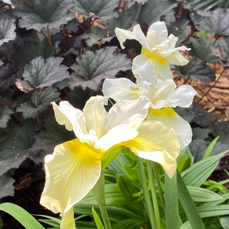 Plant image Iris sibirica 'Butter and Sugar'