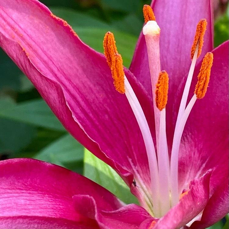 Plant image Lilium 'Tiny Pearl'