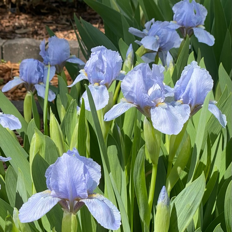 Plant image Iris x germanica 'Blue Denim'