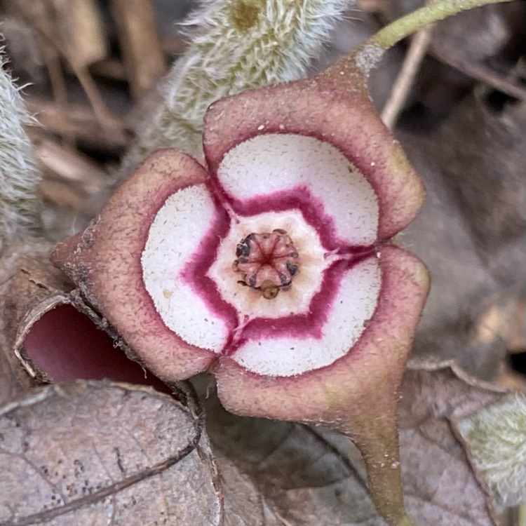 Plant image Asarum canadense