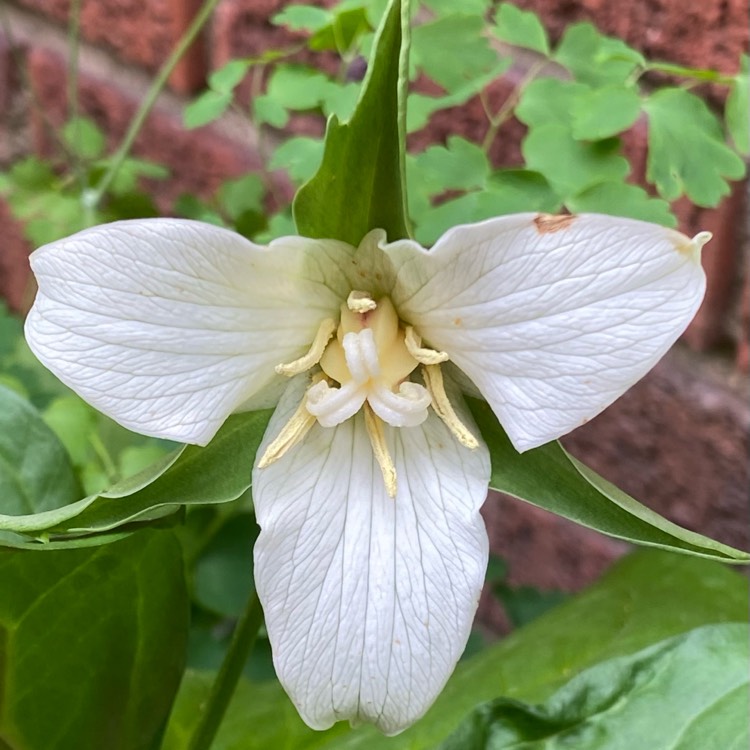 Plant image Trillium grandiflorum