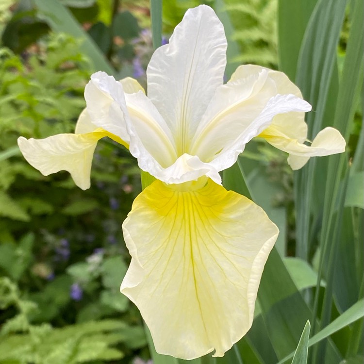 Plant image Iris sibirica 'Butter and Sugar'