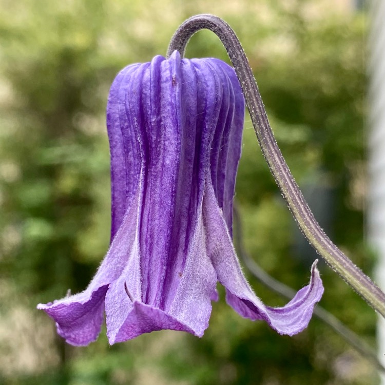 plant image 1603645