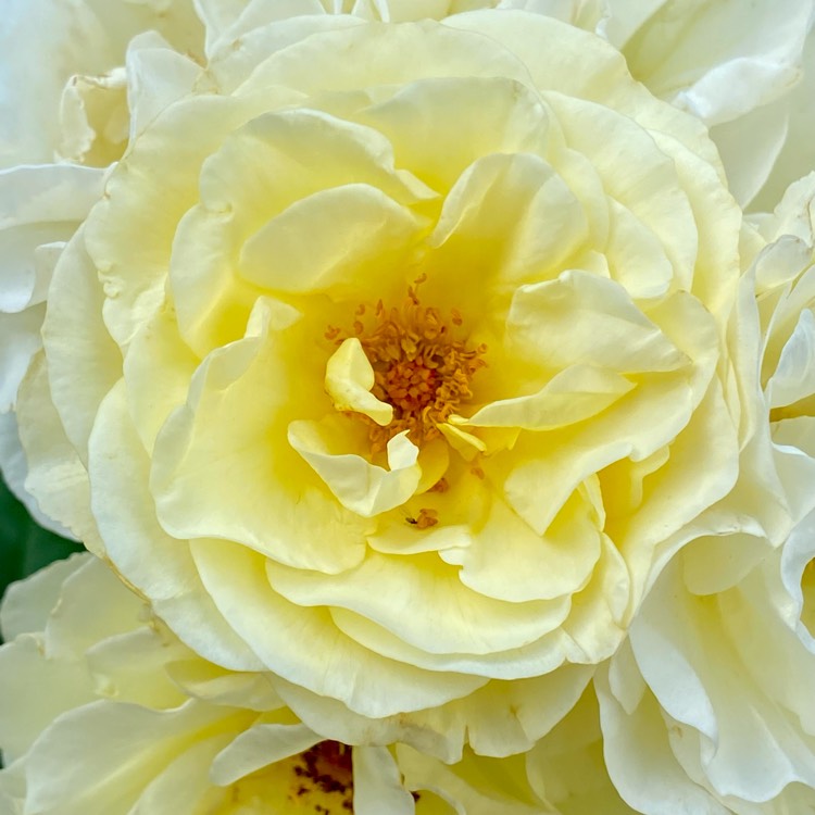 plant image 1604577