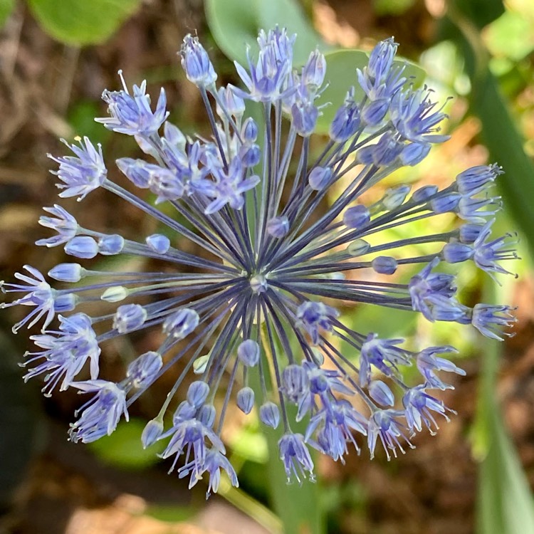 plant image 1604586