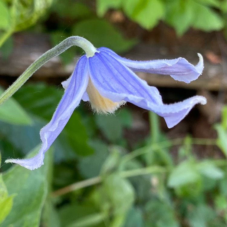 Plant image Clematis x durandii