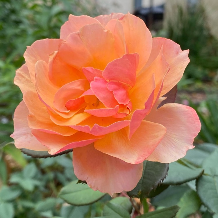 Plant image Rosa 'Rosie The Riveter'